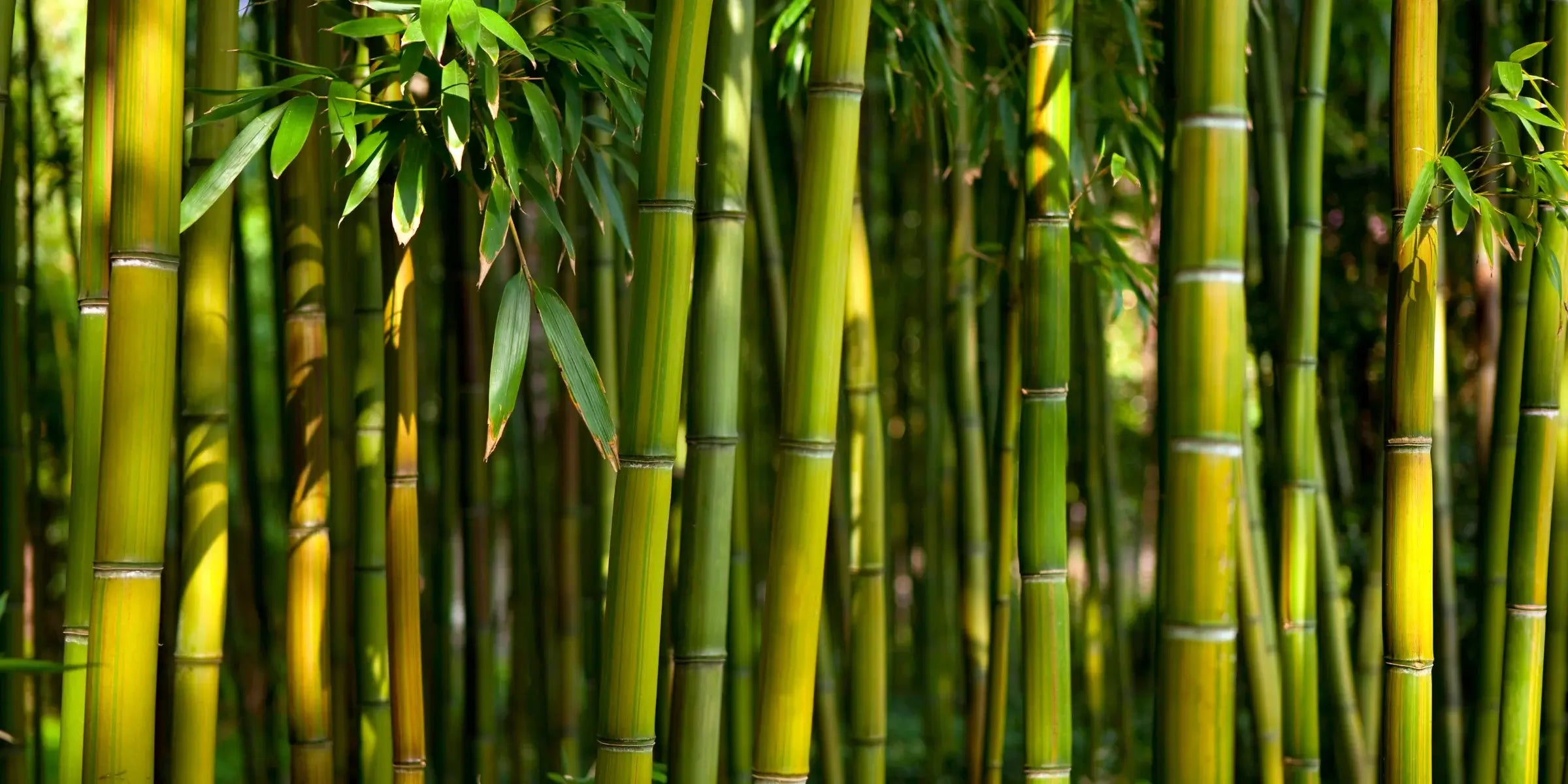 The Truth About Bamboo Baby Wear: Safe or Sustainable?