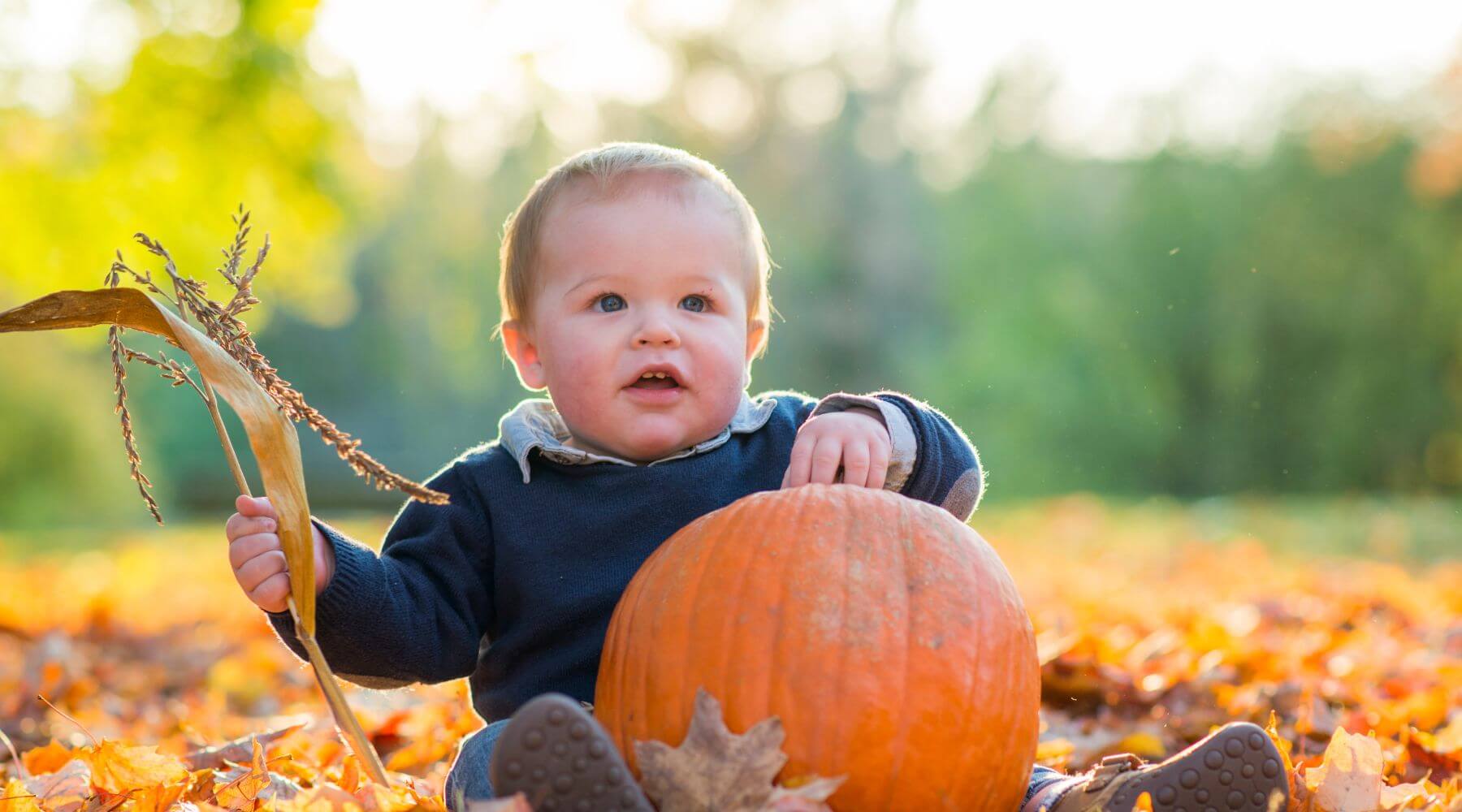 baby sitting in autumn leaves, holding a pumpkin and a cornstalk, with a background of soft, warm fall colors.
